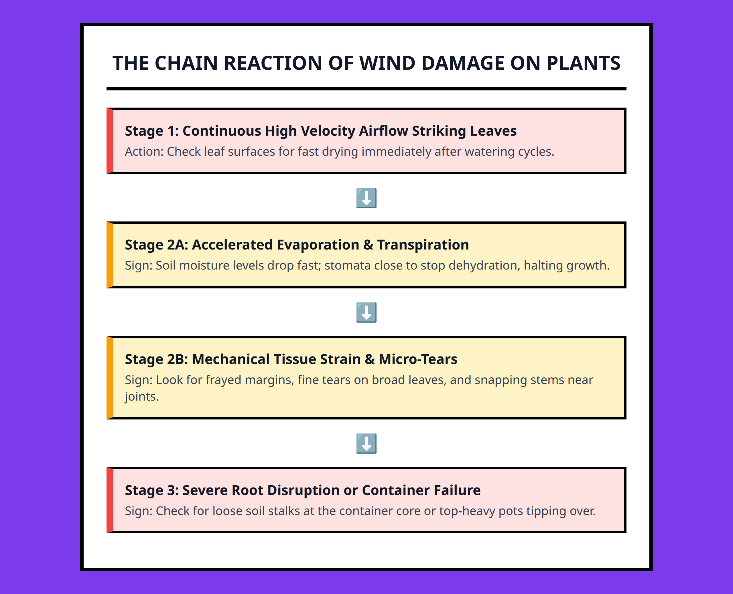 Flowchart tracing the damage paths of wind on balcony plants including water loss and structural stress.