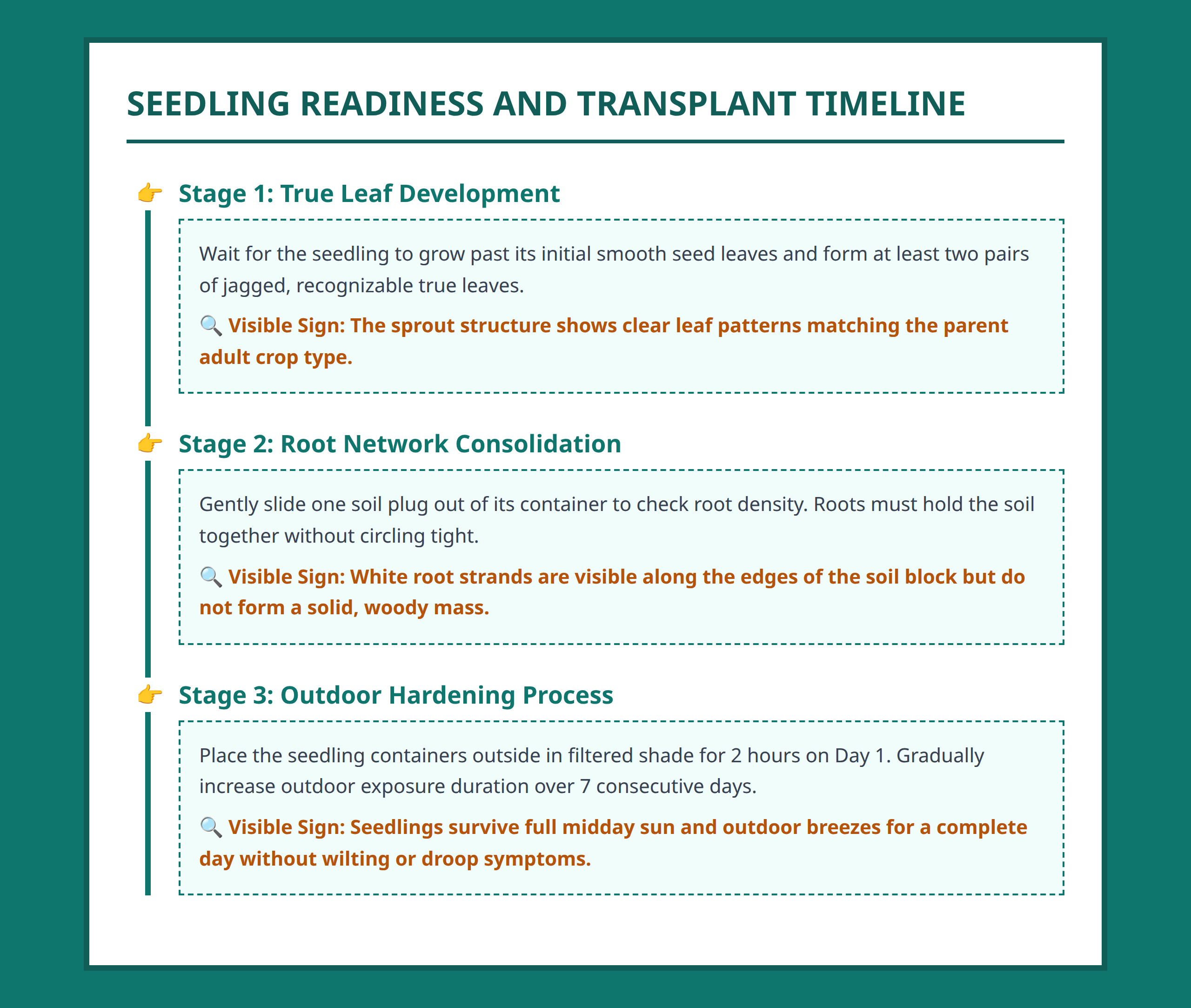 Timeline tracking milestones for transplanting seedlings outside safely